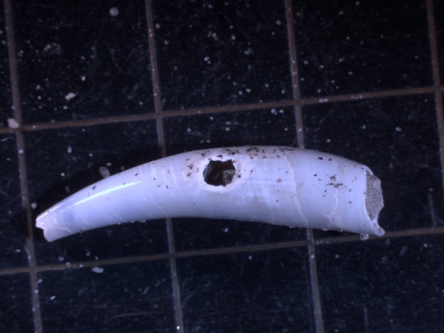 Light microscope photo of a Gadilidae Scaphopod - with a bore-hole predation scar from a gastropod. Photo provided by Dr. S. Myhre.