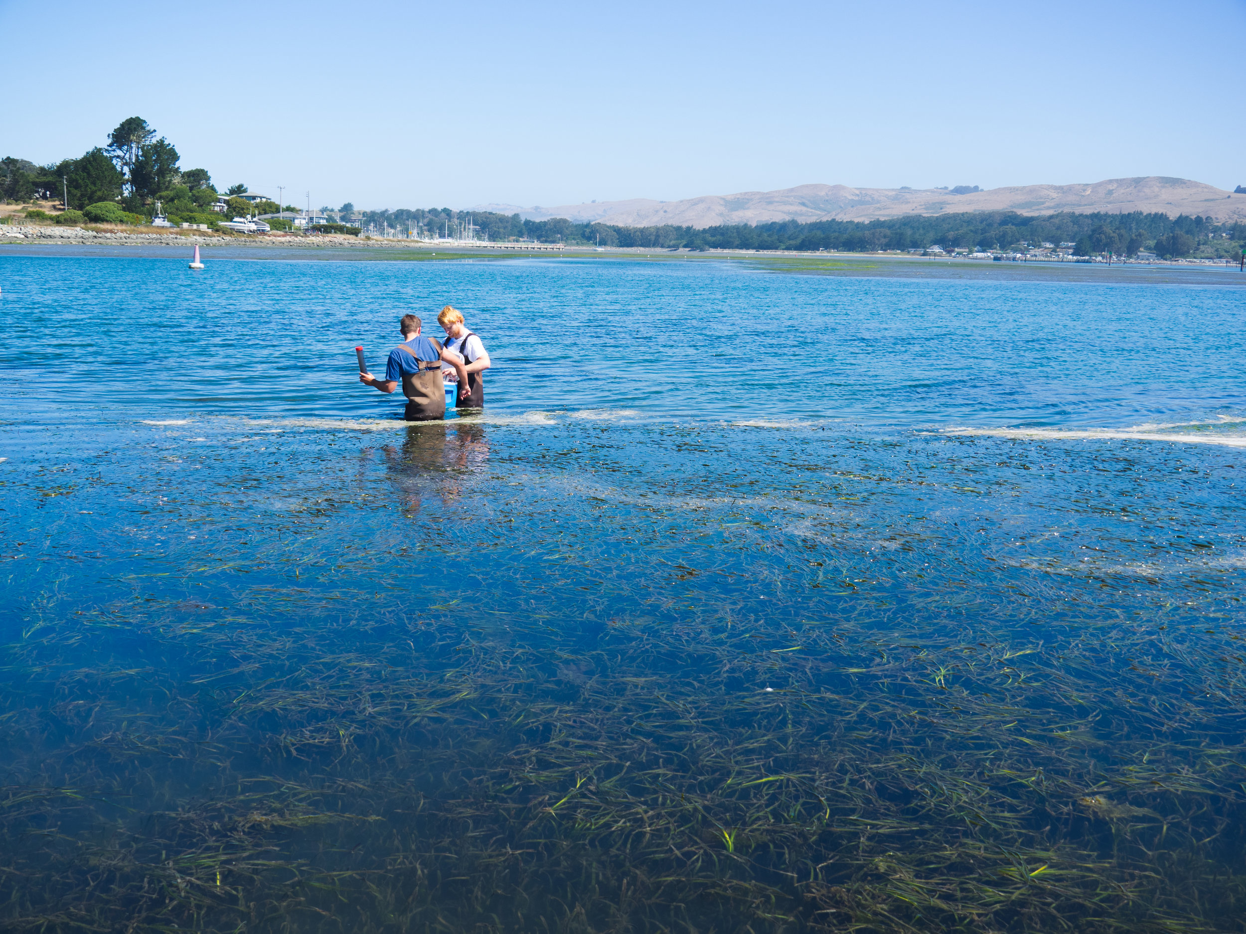 Sampling seagrass sediments with B. O'Donnell in Bodega Harbor, CA. Photo credit: A. Ninokawa