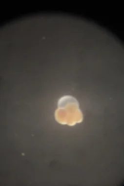 Foraminifera: exhibiting a red-brown color and an empty final chamber (Credit: Catherine Davis)