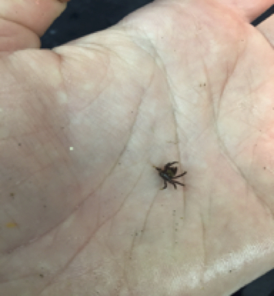 A small crab from along the Northern California shoreline. Photo by Mimi Pinna.