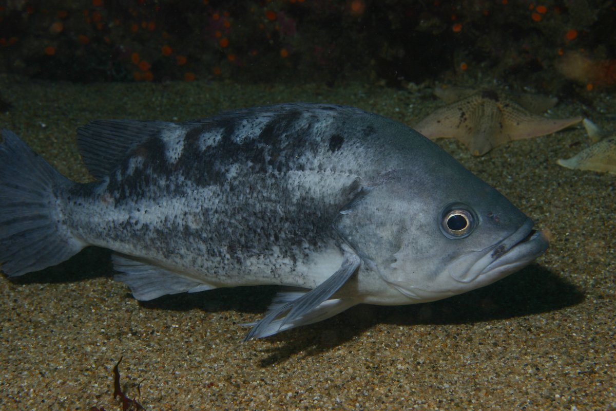 Black Rockfish (Wikipedia Commons)