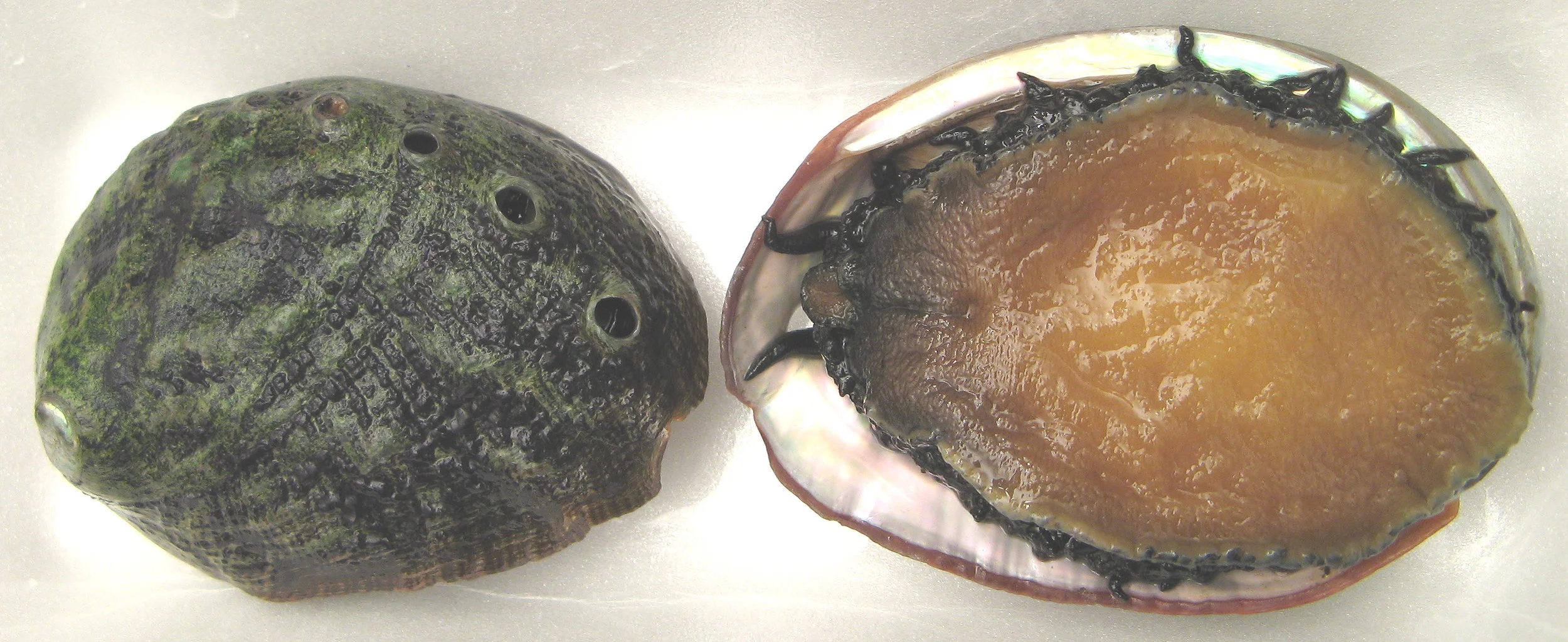 White Abalone. Photo: Wikimedia Commons