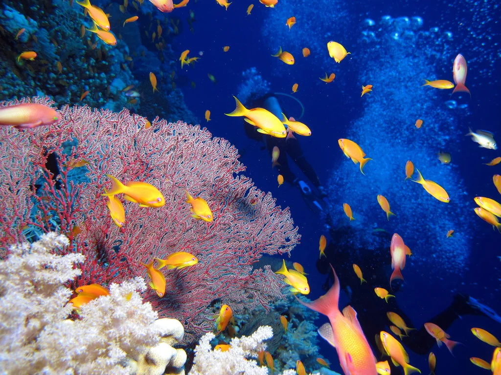 Coral reef image: Flikr