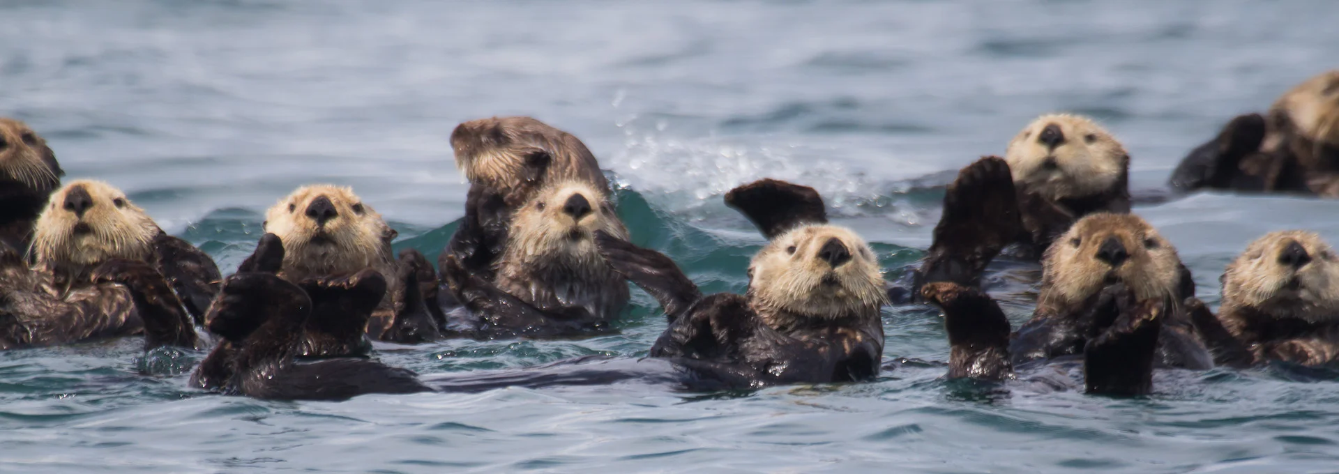 Image: https://www.nps.gov/glba/blogs/otters-on-ice.htm