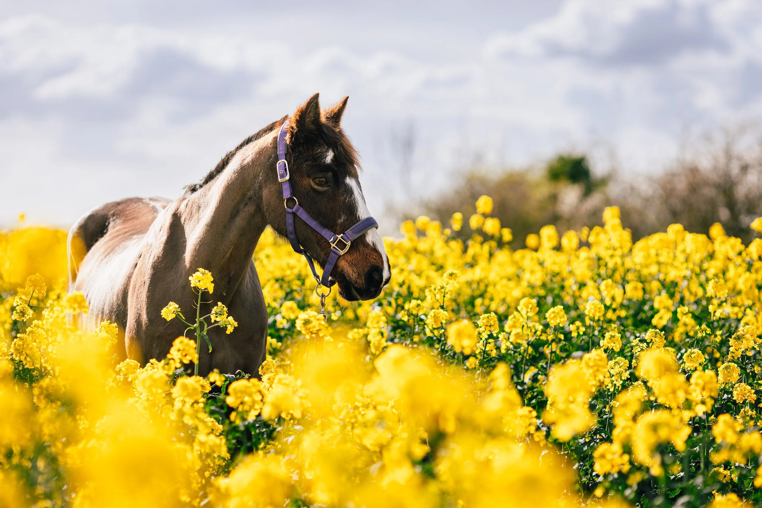 FM6A5971-Enhanced-NR-Edit-RT.jpg