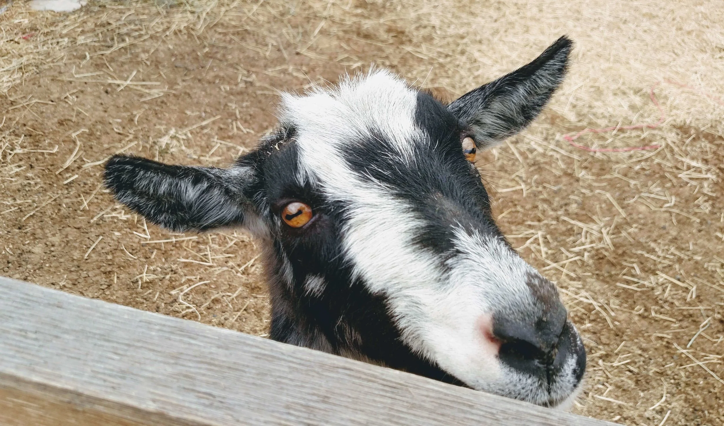 vets that see goats near me