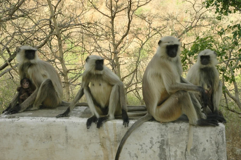Cue 4 monkeys.jpg