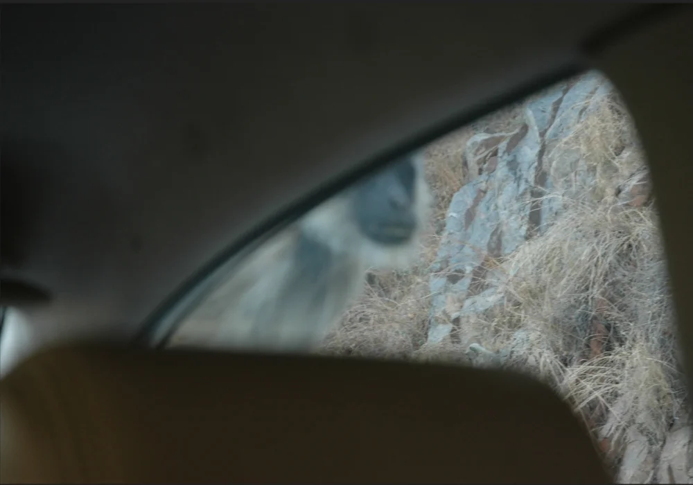 Cue Monkey thru car window.jpg