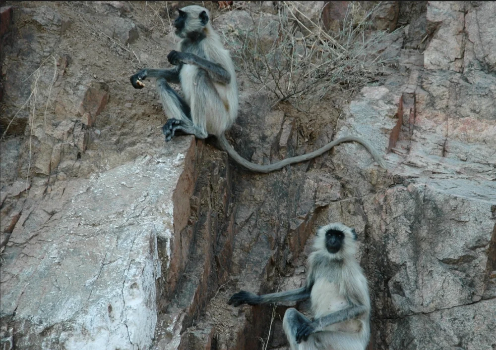 Cue two monkeys on weall.jpg