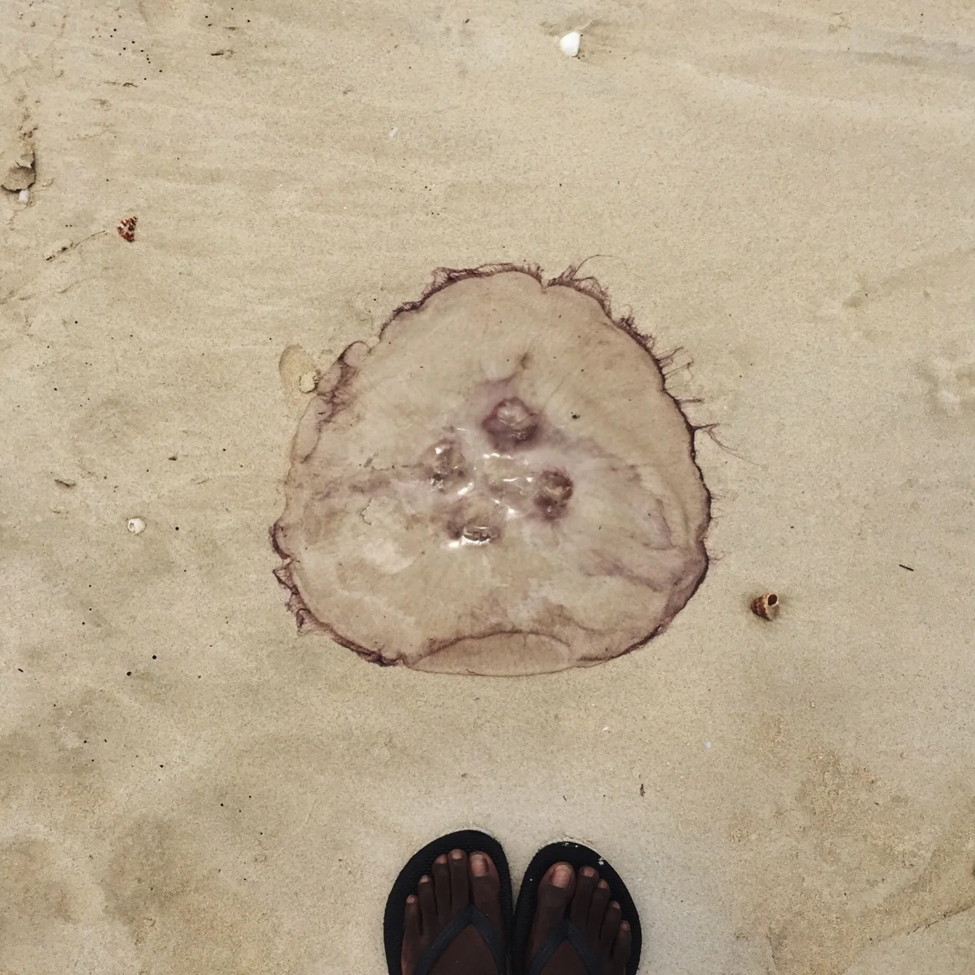 Summer From Where I Stood