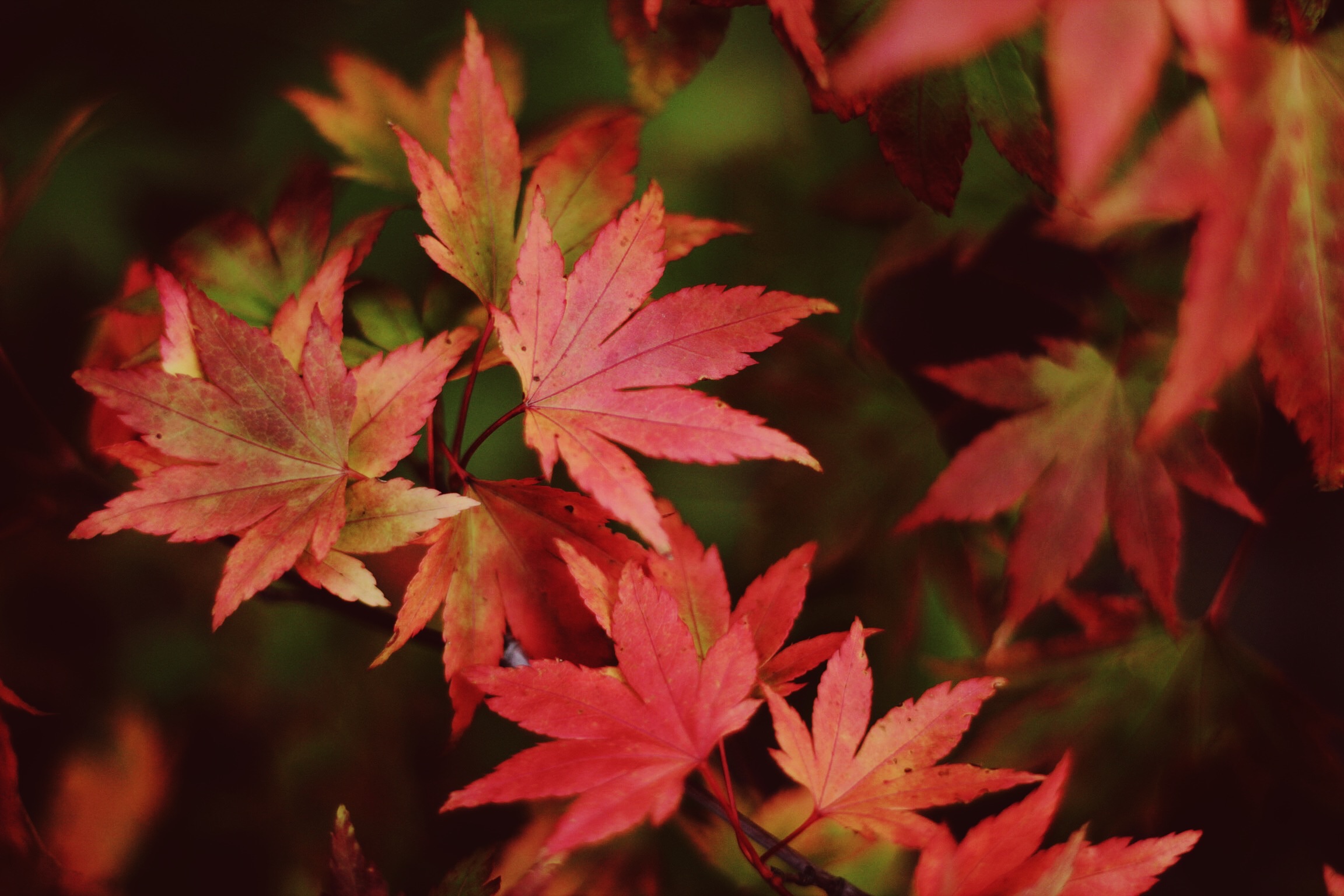 Autumn Colour: Seasonal Changes and Nature 