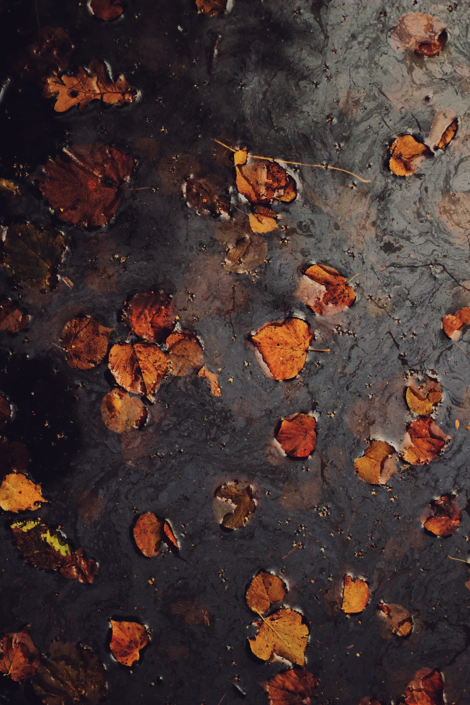 The Oil Slicked Water and the Leaves Appealed to Me for Some Reason. I Like the Aesthetic. 