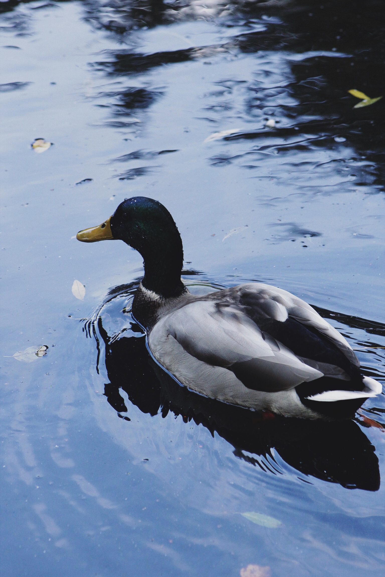 Even the Ducklings came out to have a good time!