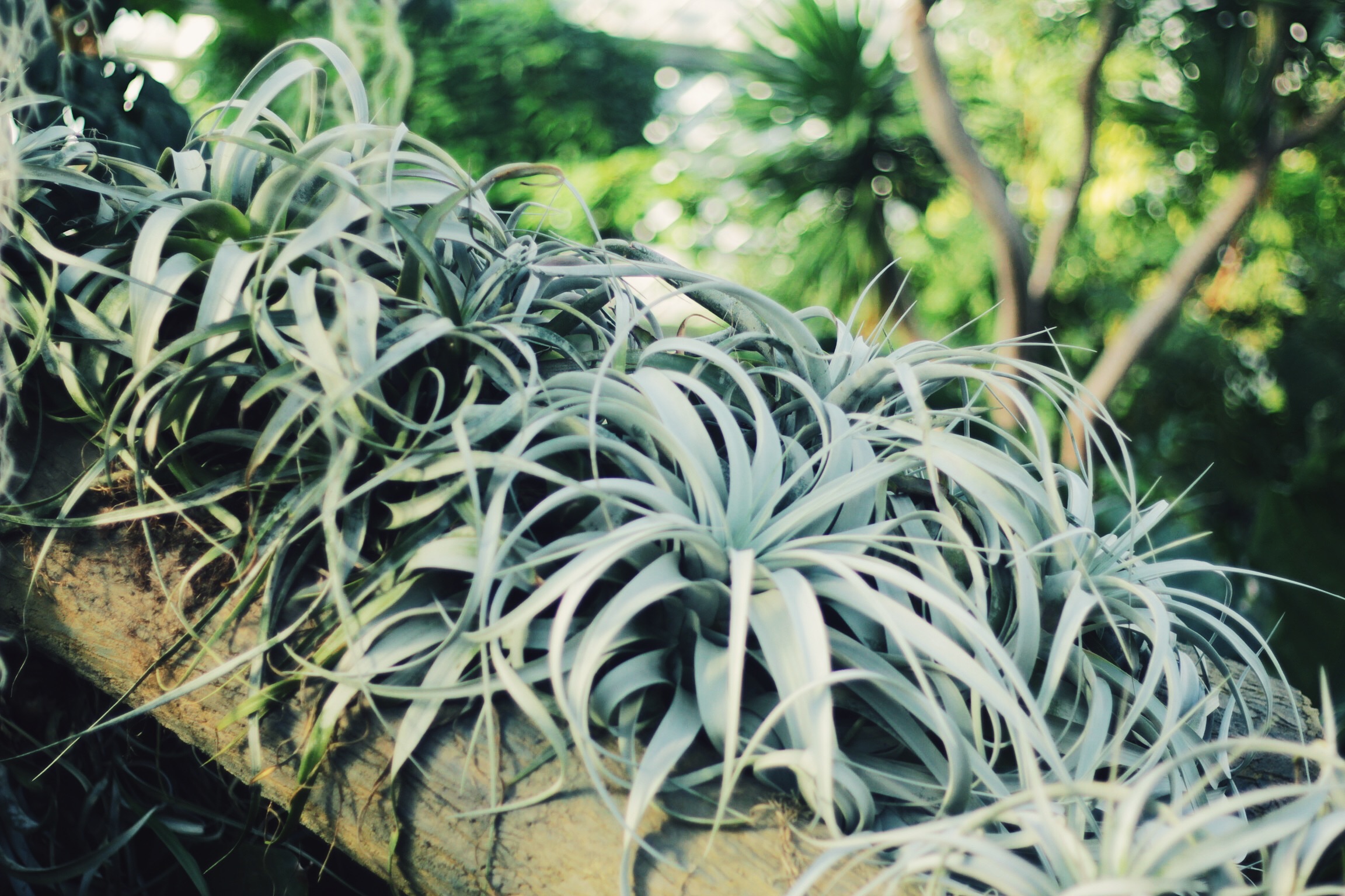Parasites in Zone 2 (Dry Tropics) 