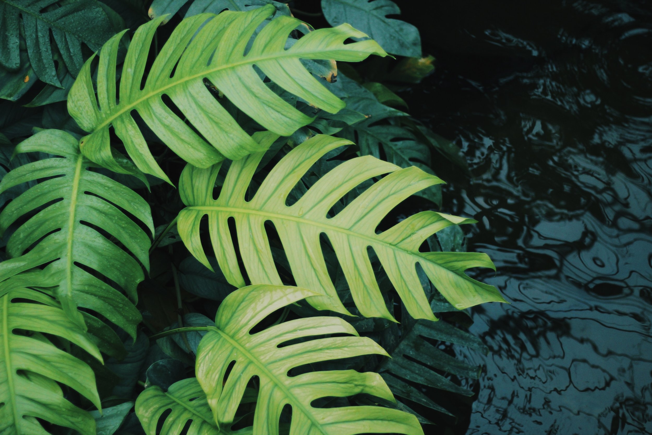 The Londoner: Princess of Wales Conservatory 