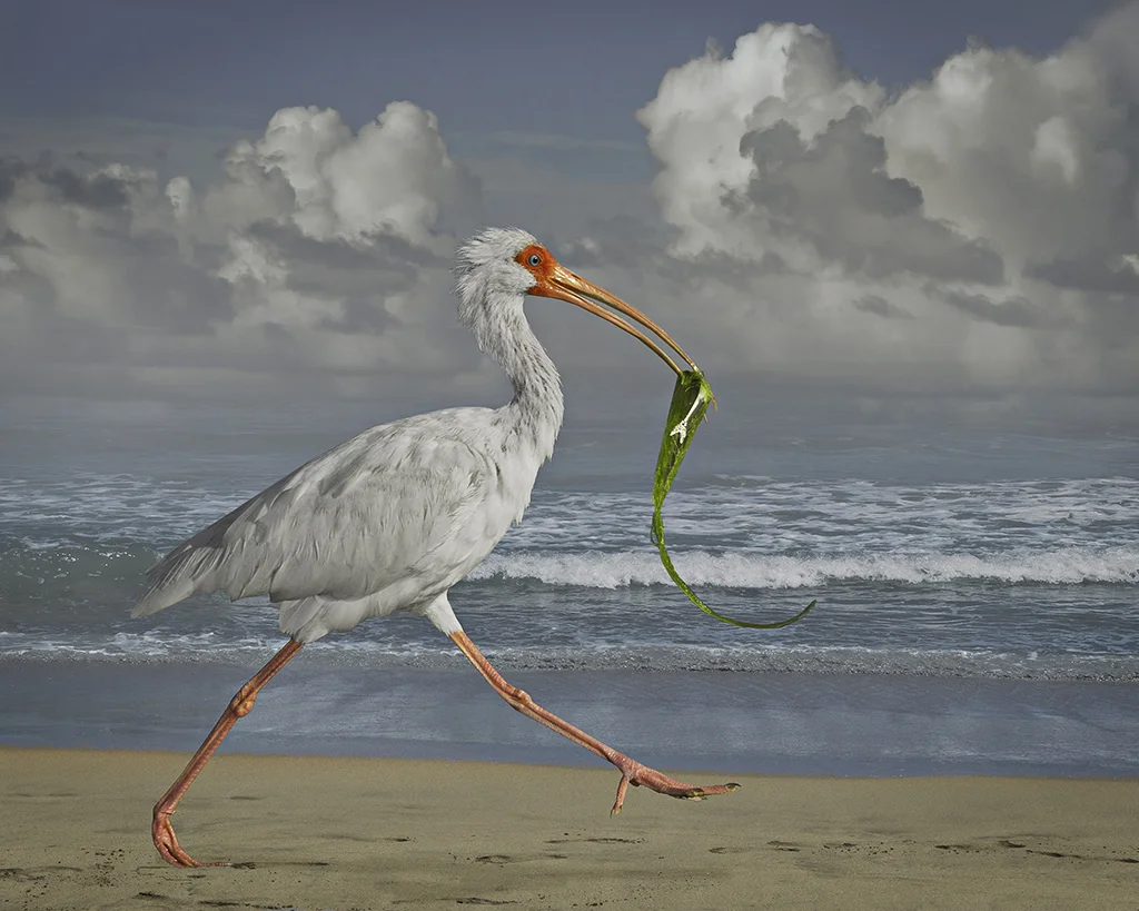 white ibis with fish ©2014