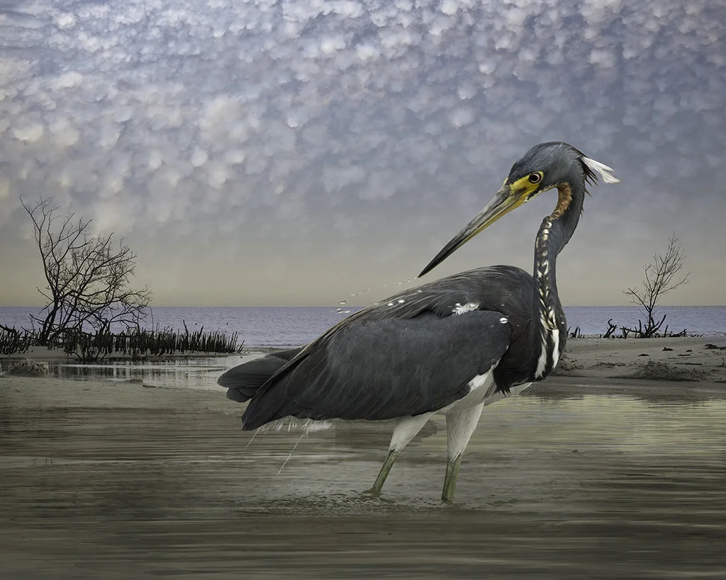 tri-colored heron ©2014