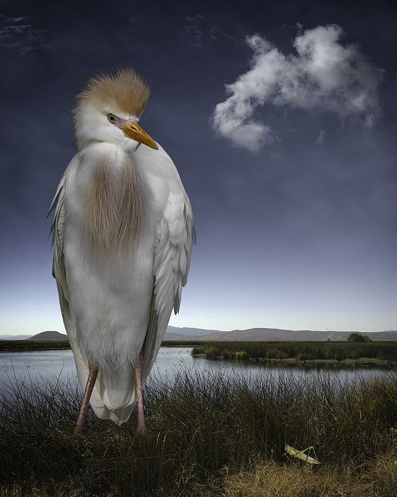 cattle egret and the grasshopper ©2014