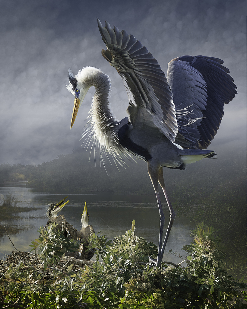   Great Blue Heron With Chicks Revisited   ©2014 &nbsp; 