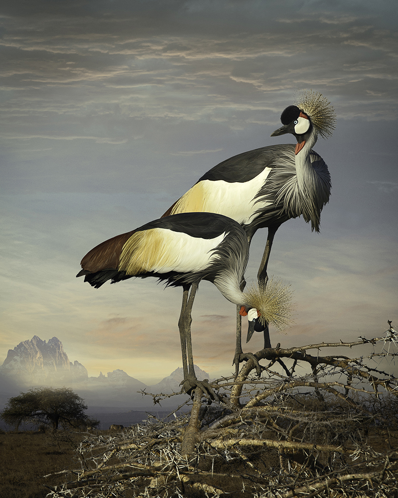   Grey Crowned Cranes  ©2014 &nbsp; 