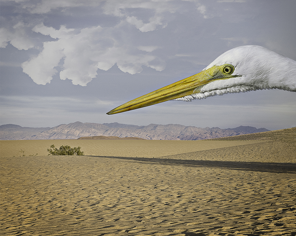 June 30, 2015 An article for National Geographic Proof Picture Stories The Art of Birds Seen Through An Altered Reality written by Becky Harlan appeared online with great success.
