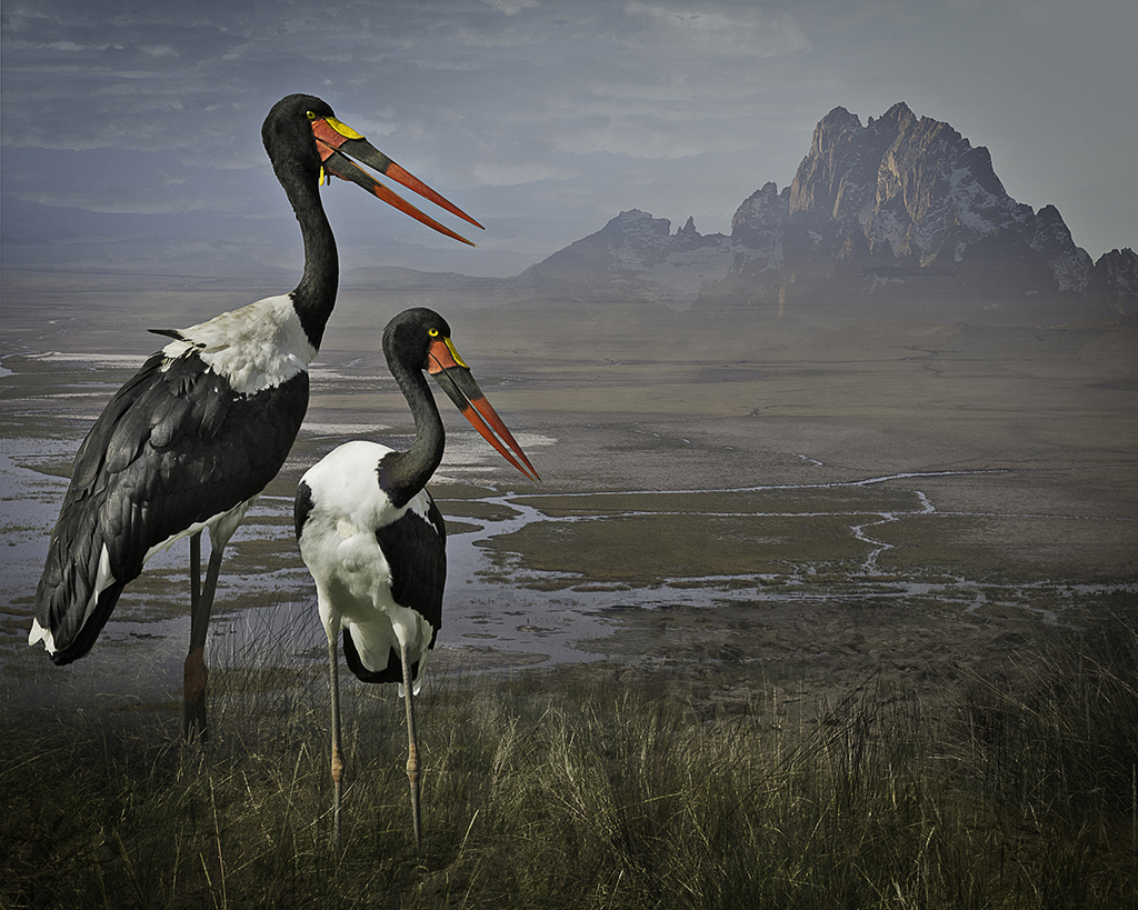 saddle-billed storks ©2014