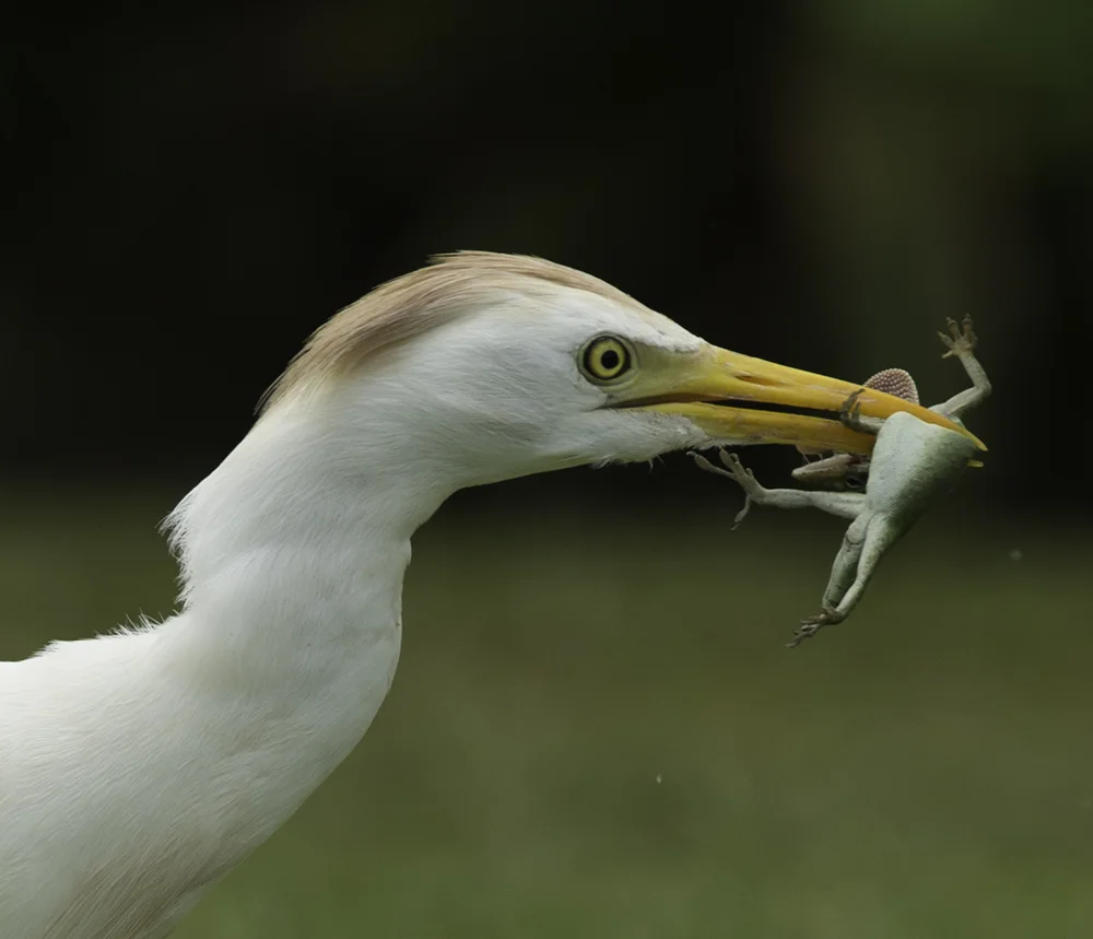 cattle egret with Kauai anole lizard