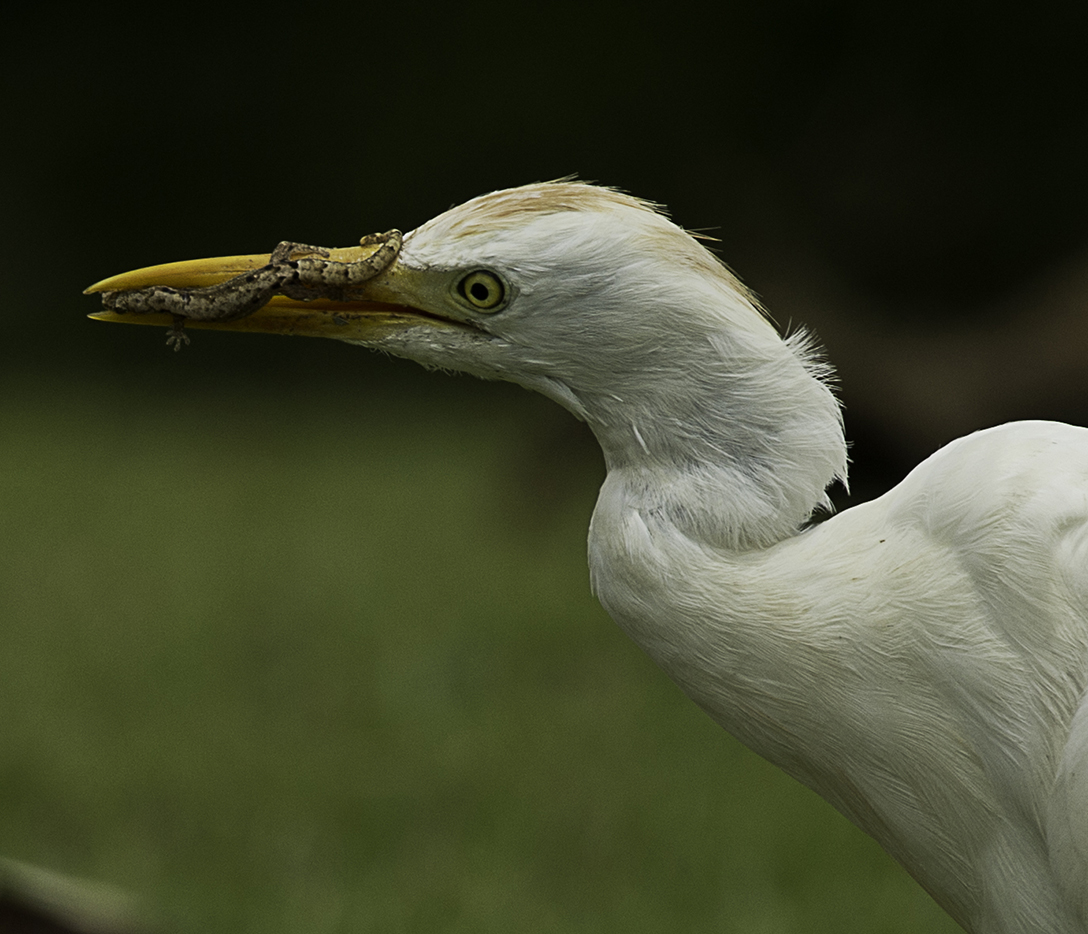 cattle egret with gecko