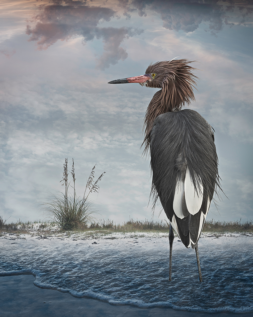   Reddish Egret  ©2014 &nbsp; 