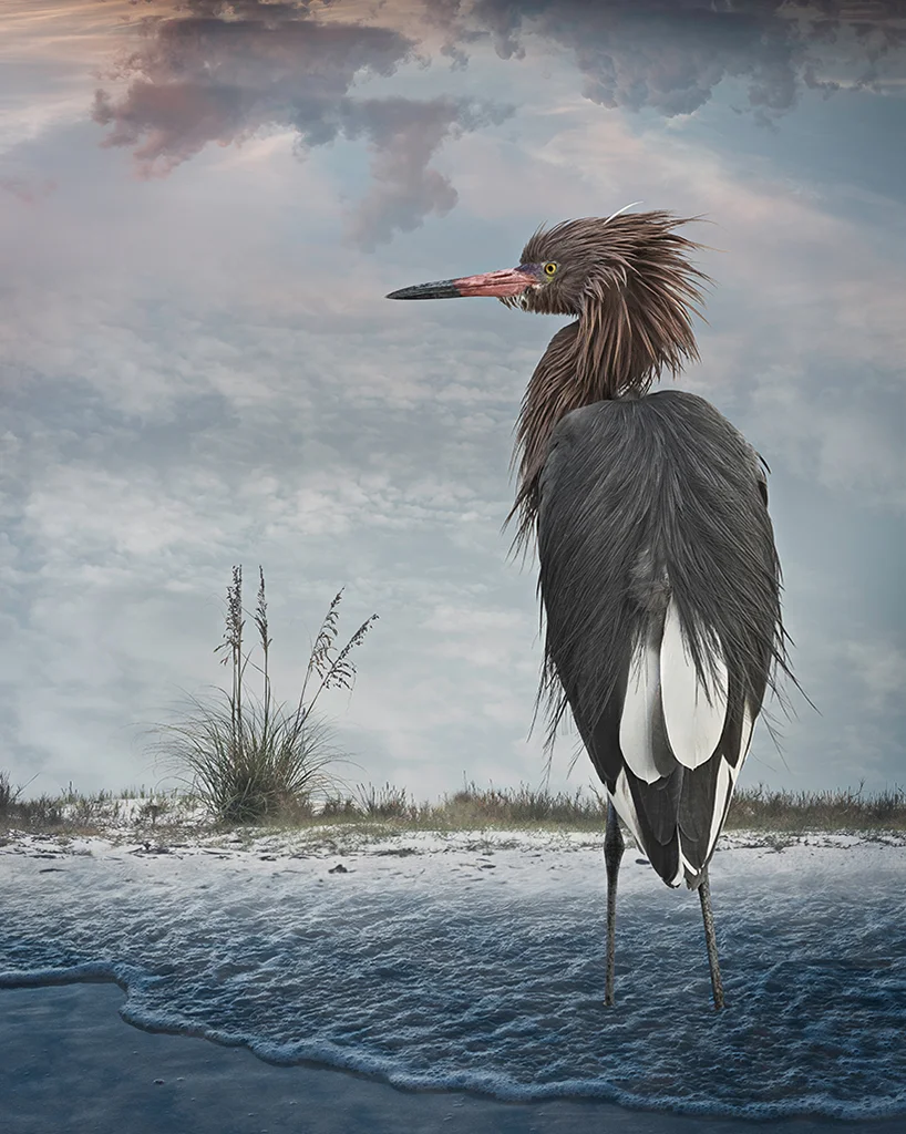 reddish egret ©2014