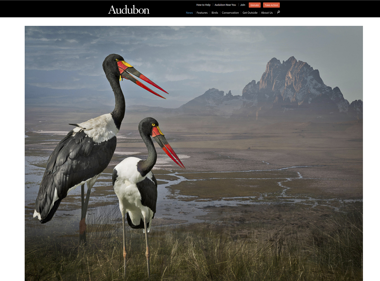 June 5, 2015 an article in Audubon was written by Becca Cudmore on my collection, Avian Alchemy . Five image were selected from my Envisioning Habitat series for the article. Four images were selected earlier as finalists for the Audubon 2015 Photo Awards
