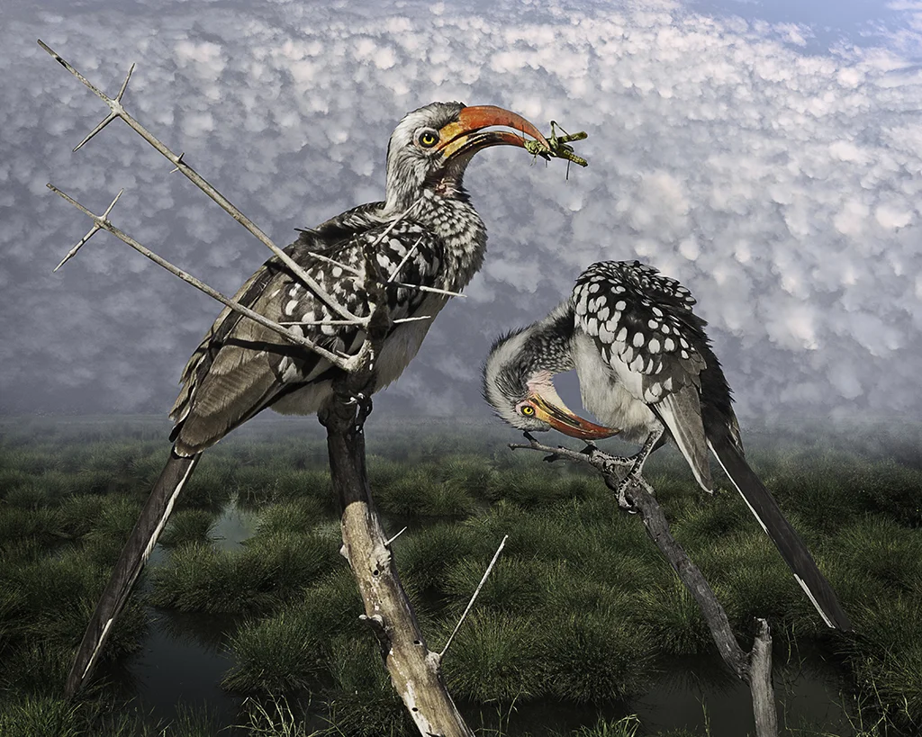 red-billed hornbill with grasshopper ©2016