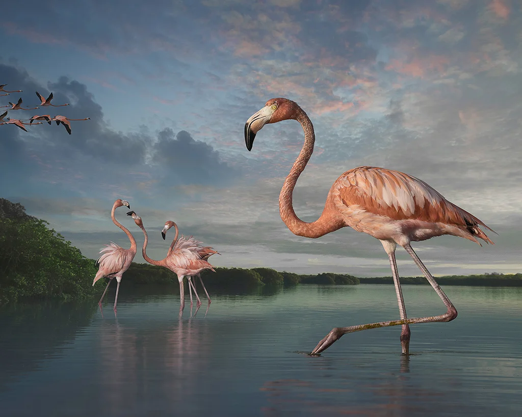 flamingos at rio lagartos ©2017