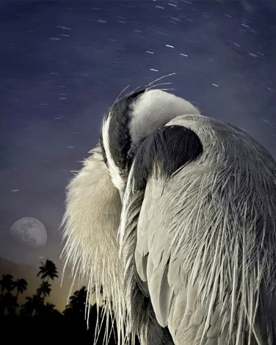 3_great blue heron at rest.jpg
