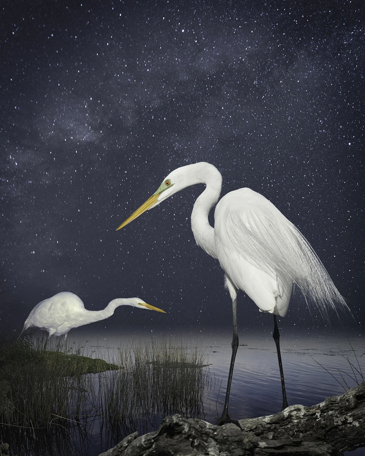 great egrets a starry night ©2014