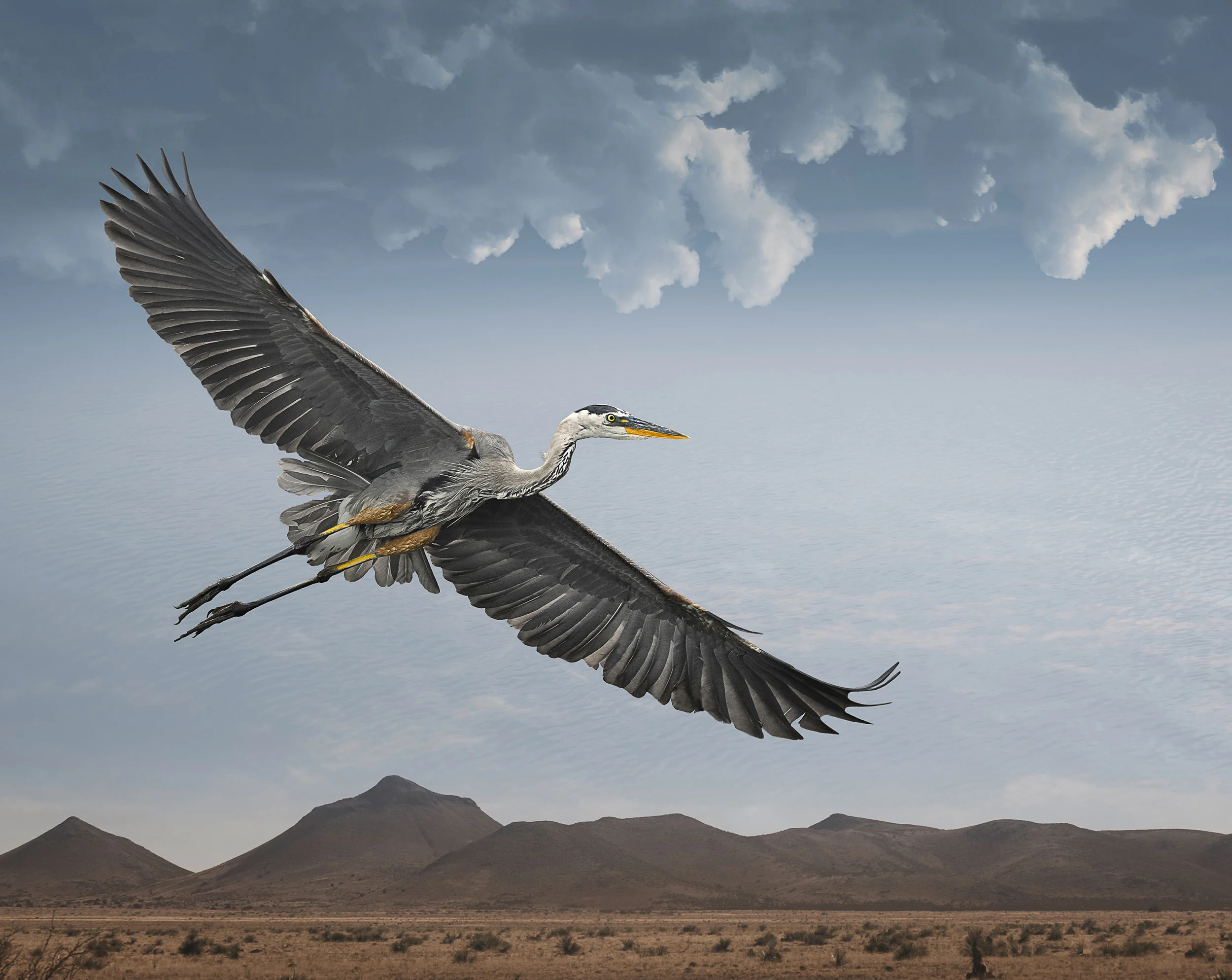 great blue in flight ©2016