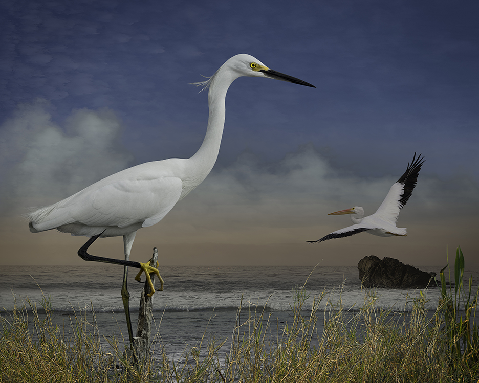   Snowy Egret and a Pelican  ©2017 