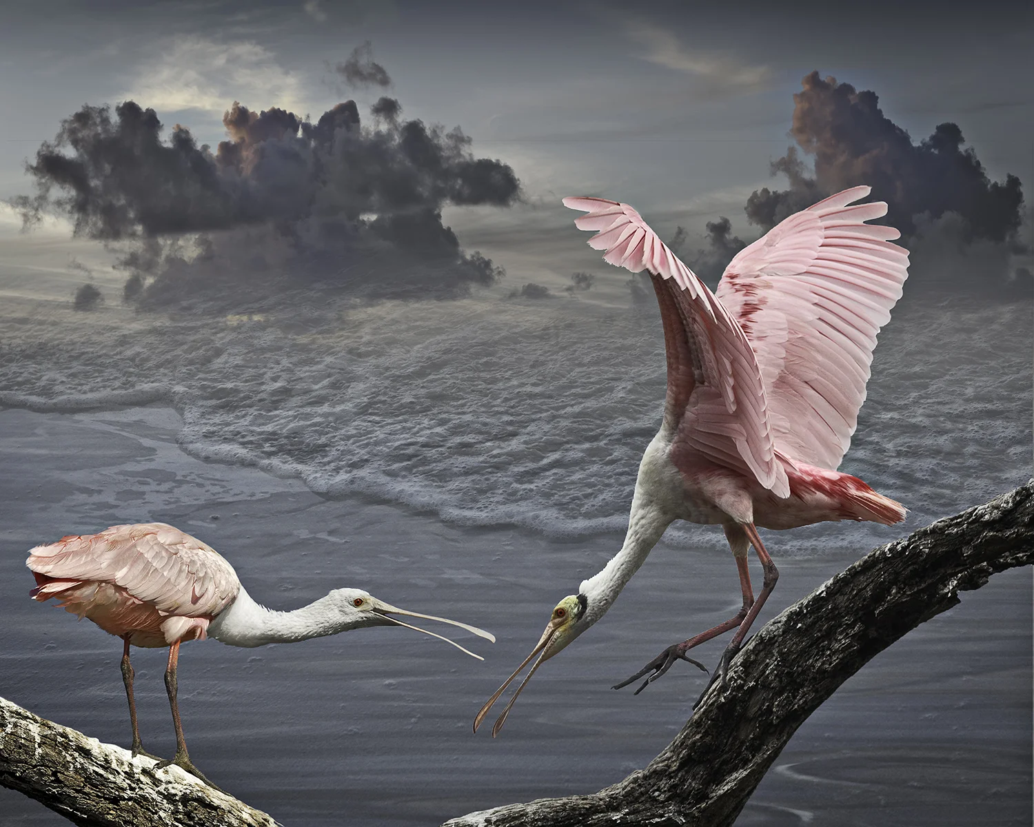 roseate spoonbills ©2013