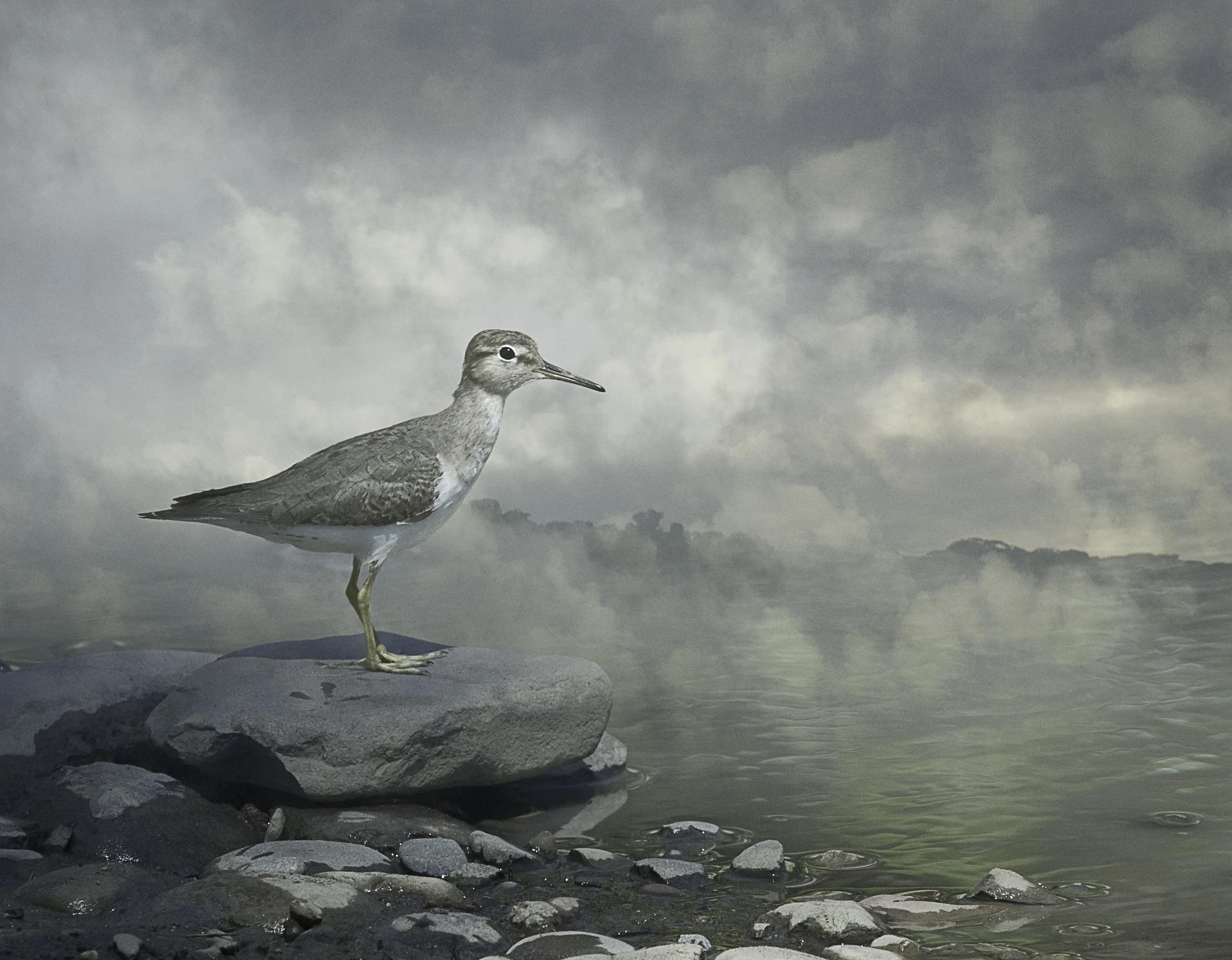 sandpiper ©2009