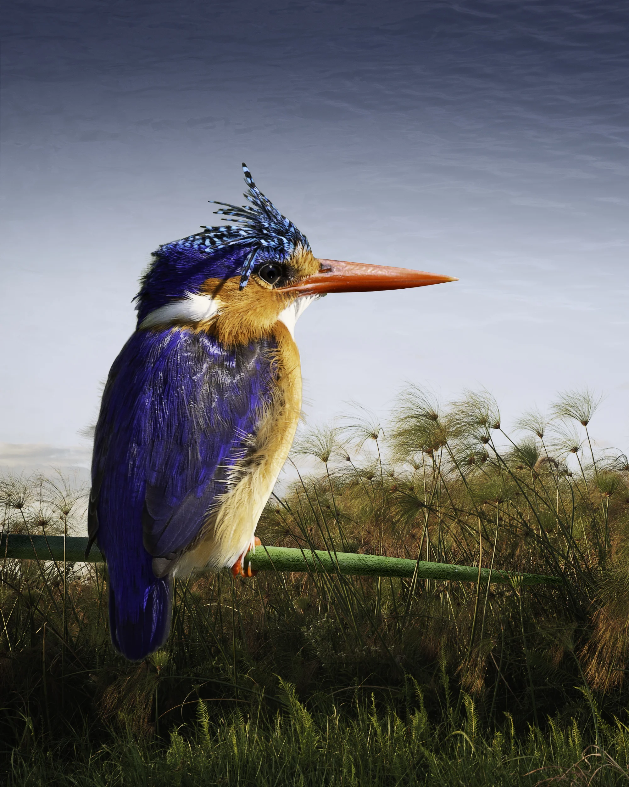 malachite kingfisher ©2016