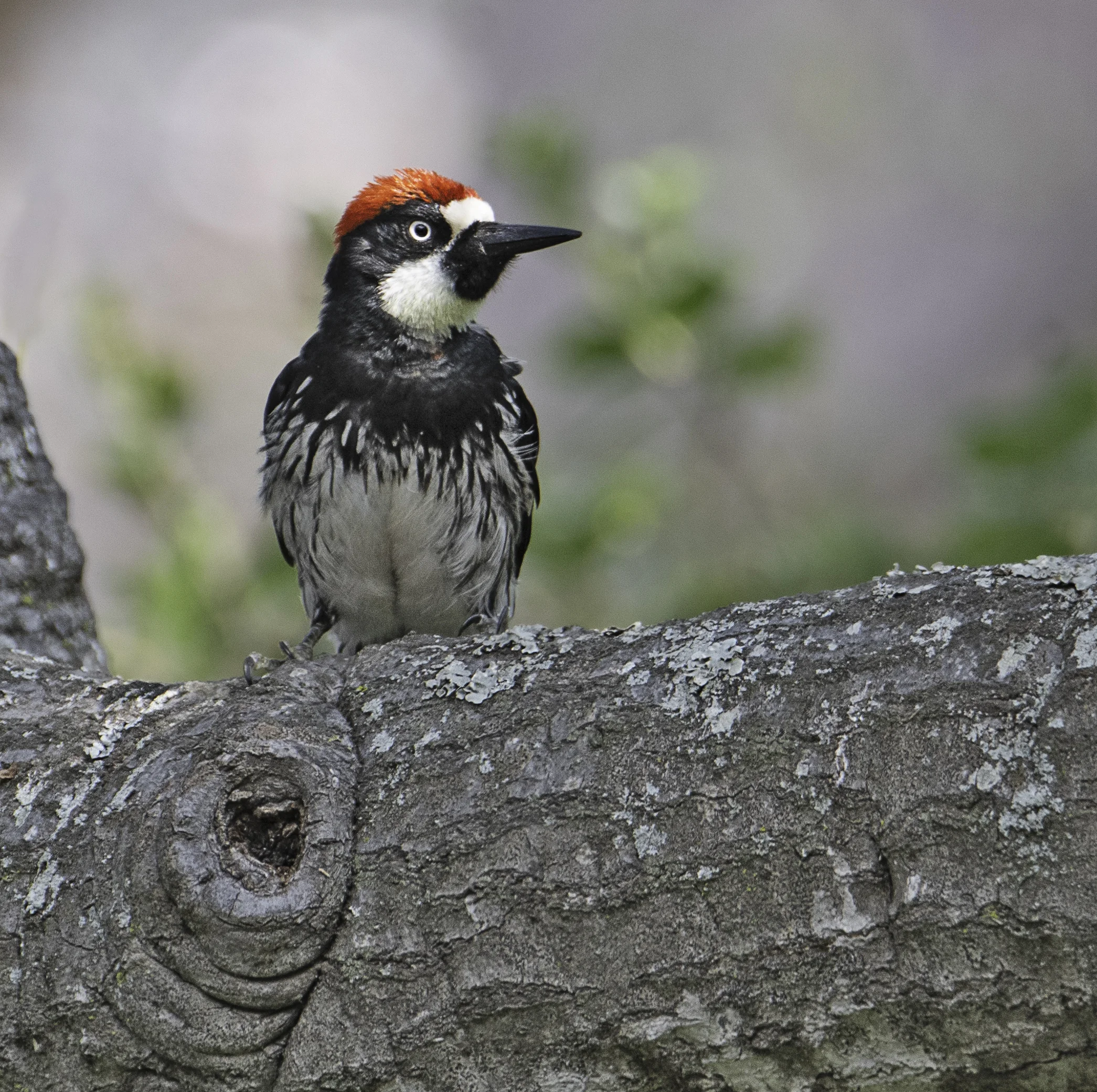 Acorn Woodpecker after a bath in the old oak tree in my front yard