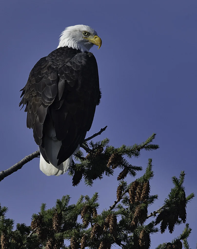 Bald Eagle in A Pine Tree ©2018 On a recent trip travelling on along Semiahmoo Bay, Washington, this majestic Bald Eagle was perched on top of a pine tree searching for his primary food - fish. When he dives, he reaches speeds of 75 - 99 mph. His wing span is 5.9 - 7.5 feet (adult).