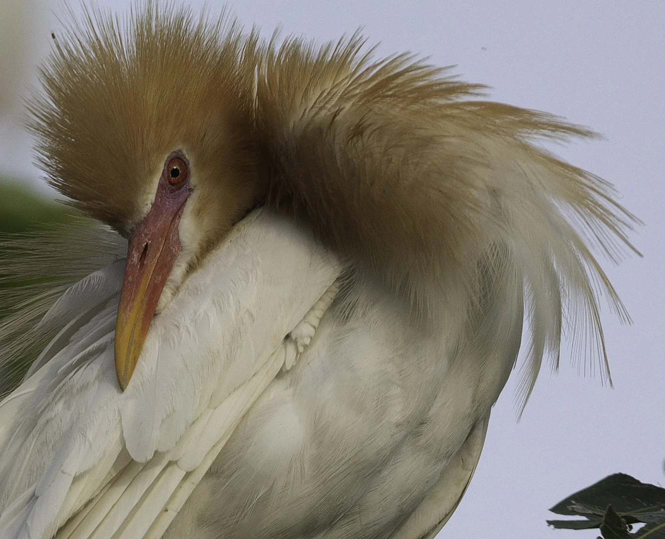 Preening Cattle Egret