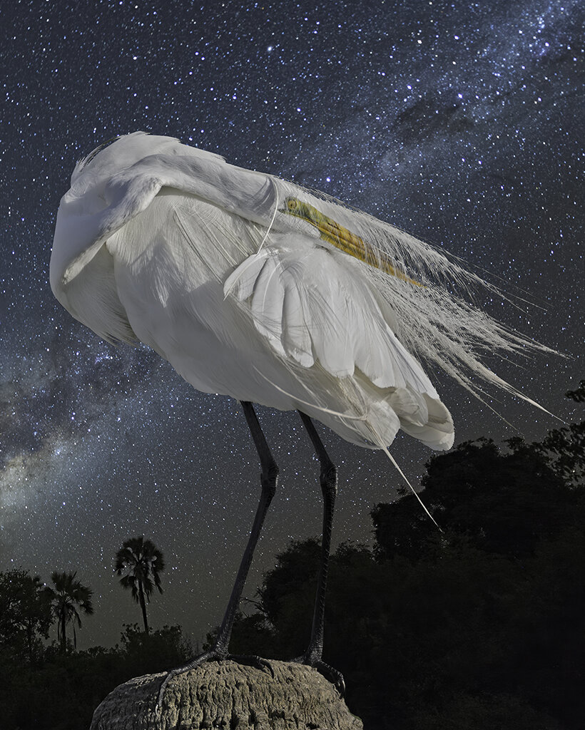   Great Egret and The Milky Way  ©2019 