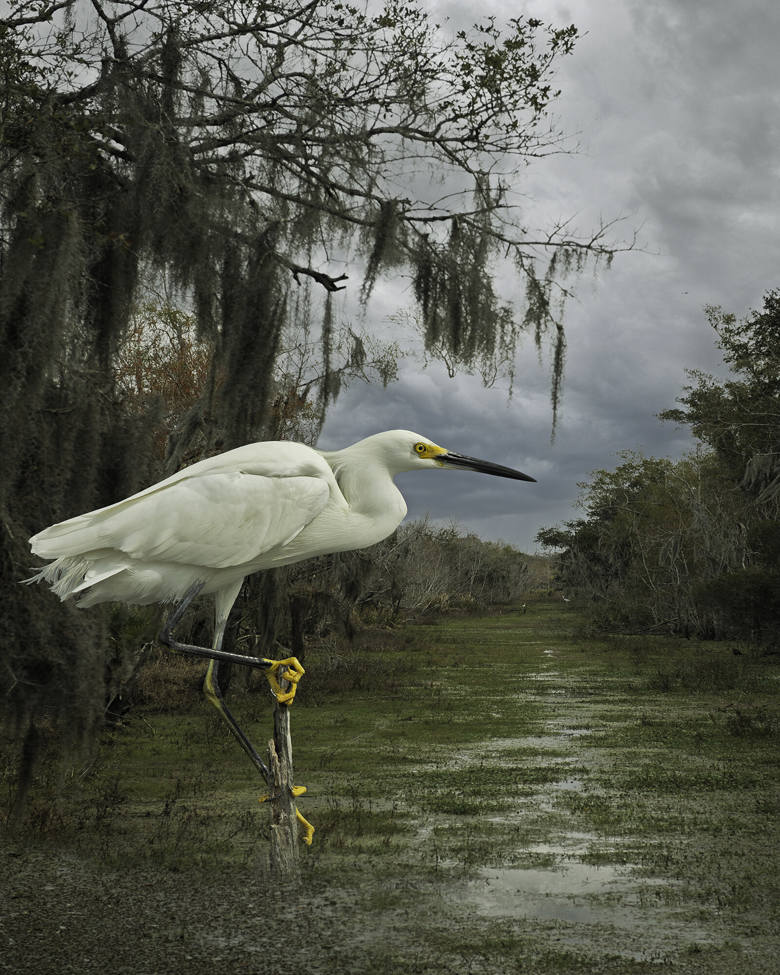   Snowy Egret in the Bayou  ©2021 