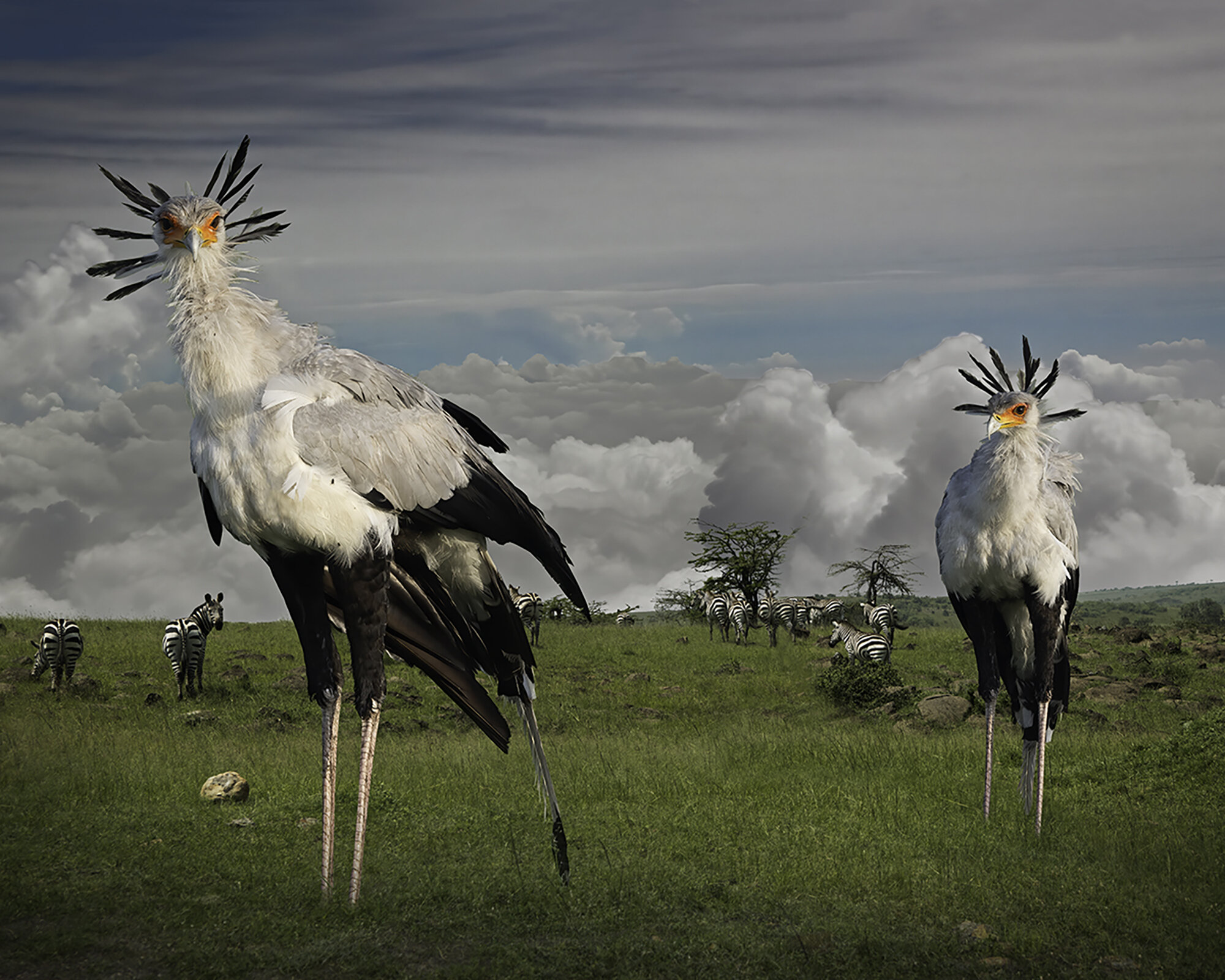   Secretarybirds  ©2020 