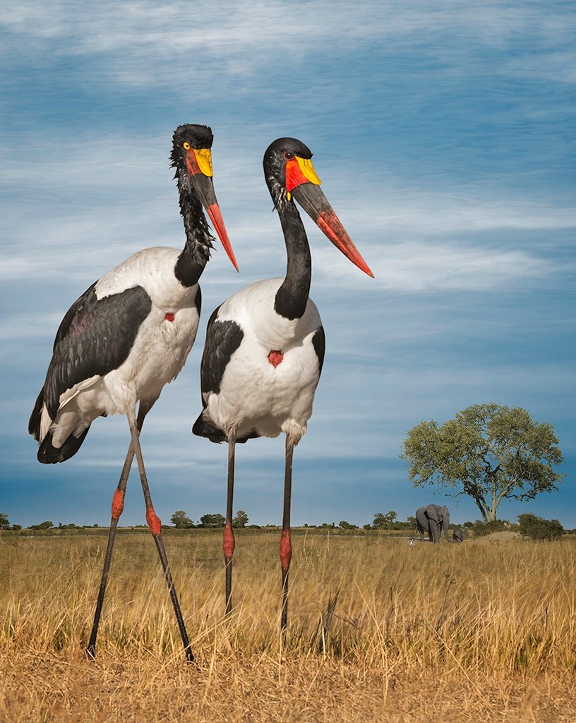   Saddle-billed Storks and Elephants  ©2016 