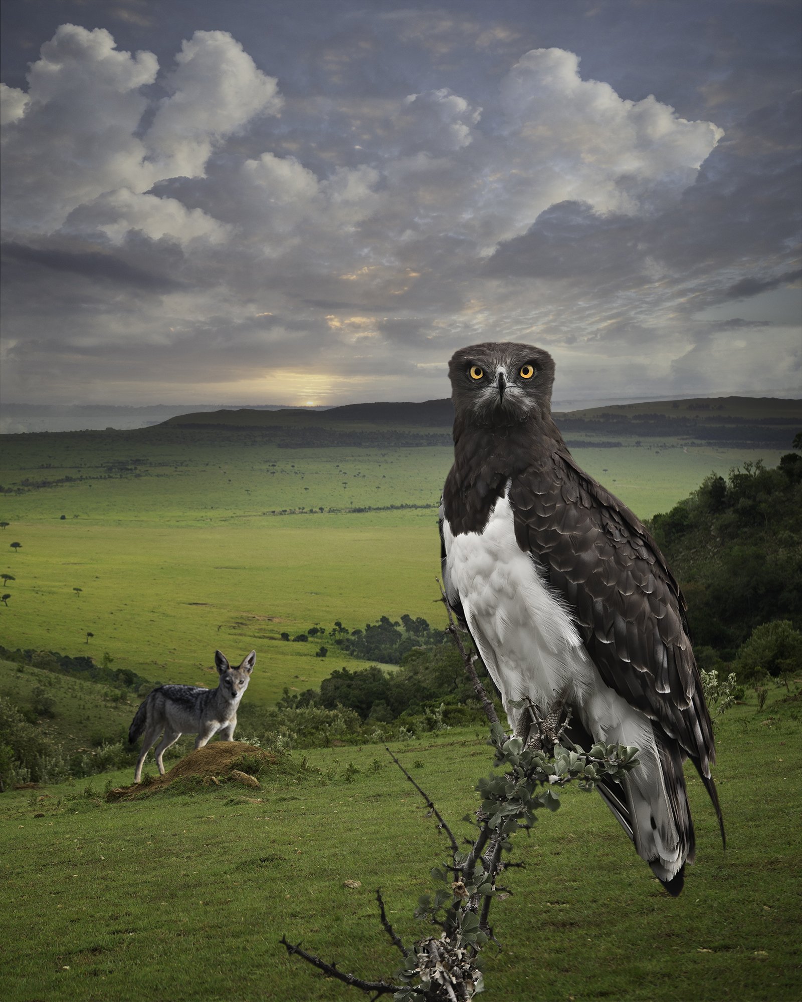  Black-chested Snake Eagle and a Jackal ©2021 