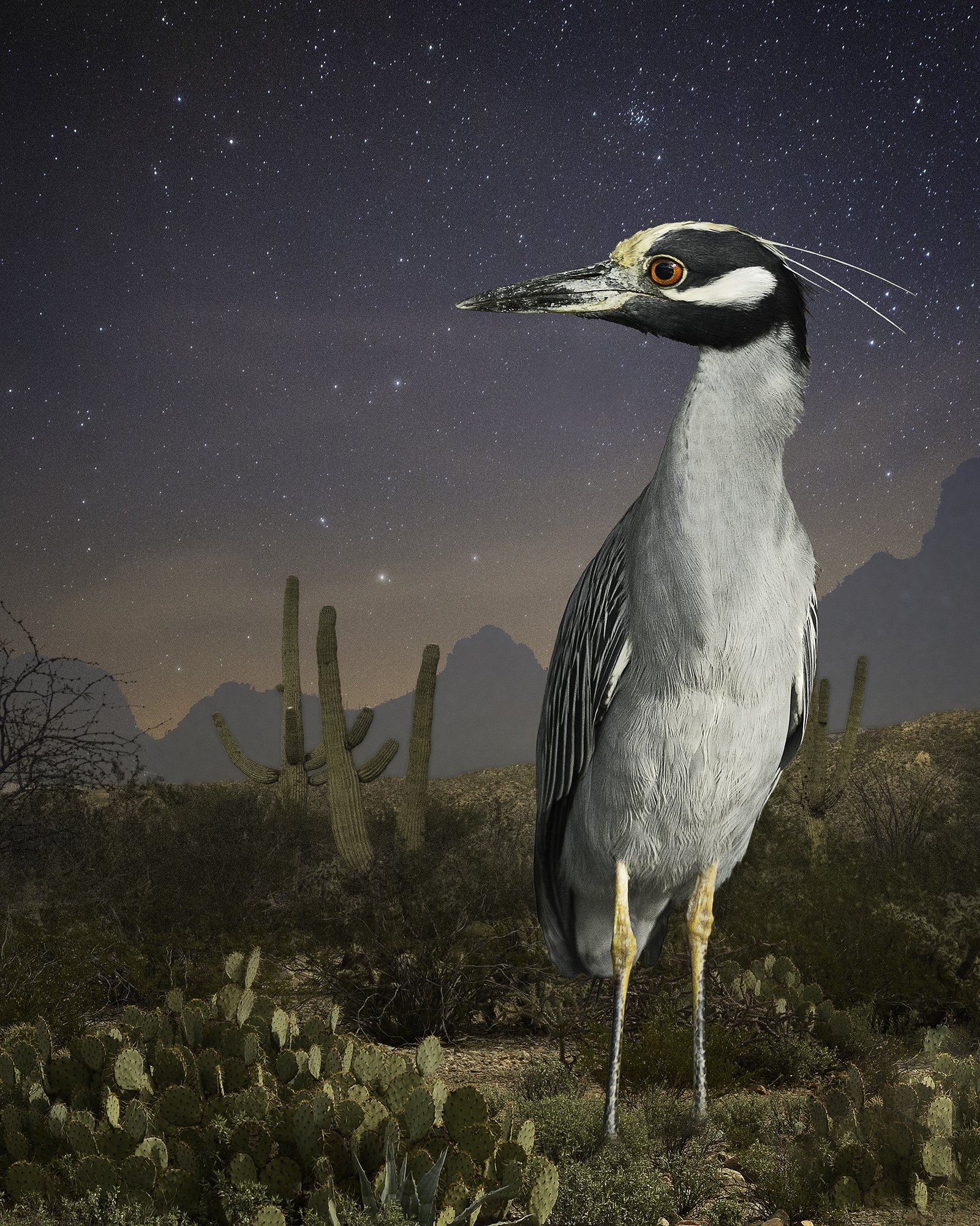   NIght Heron in Tucson  ©2015 