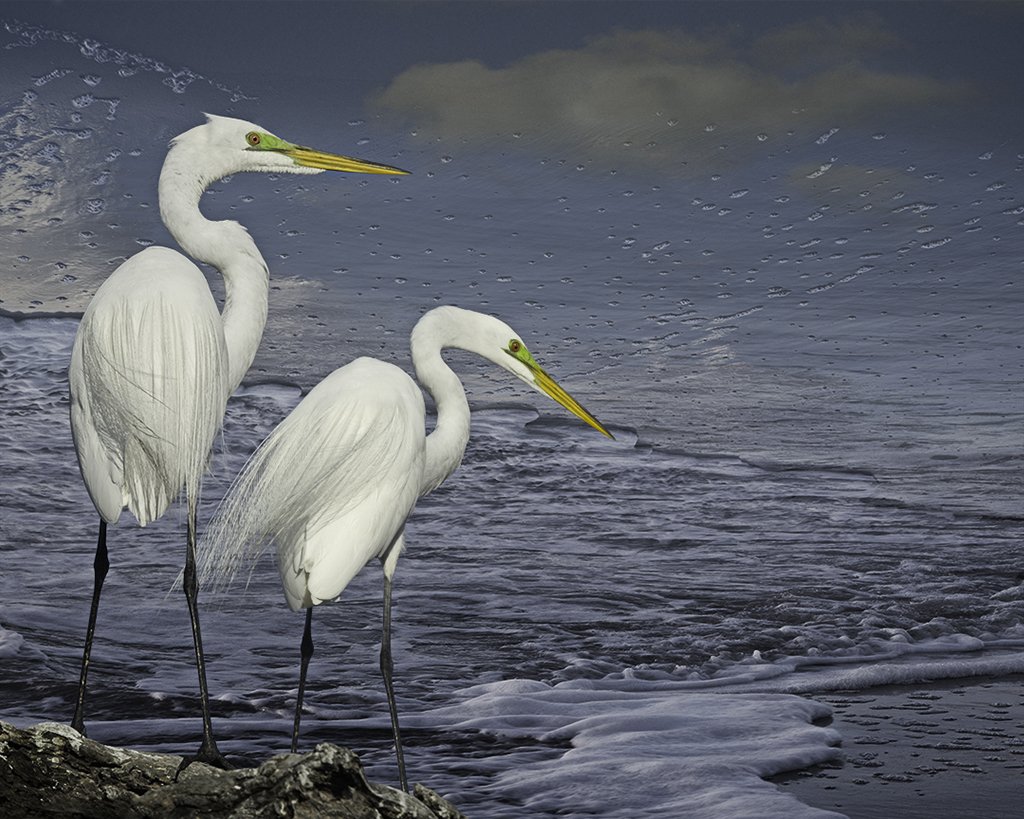   Two Great Egrets at the Ocean  ©2022 